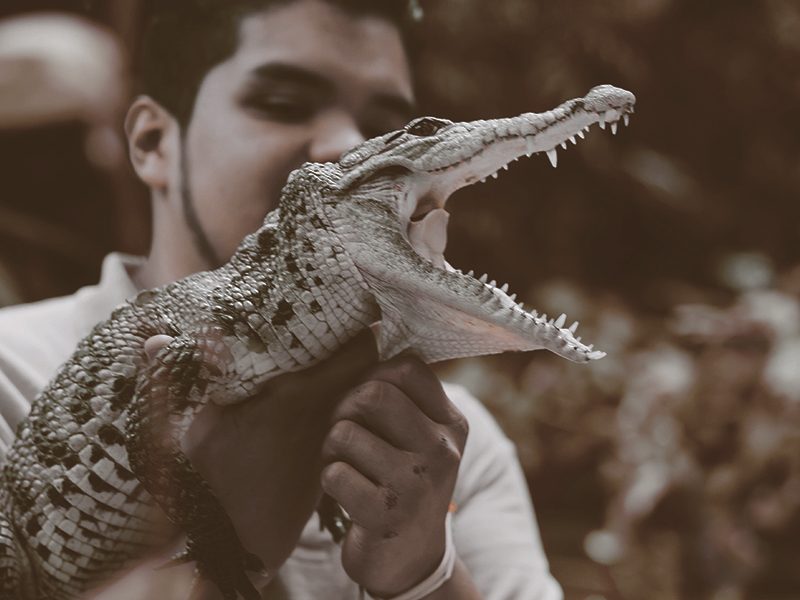 alligator-animal-man-1868861-pexels